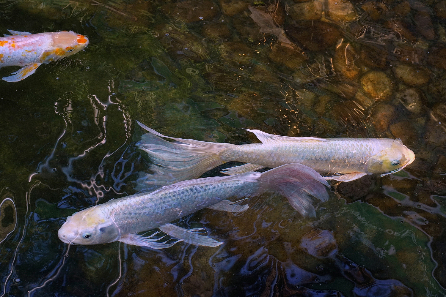 陳永鑑錦鯉遊蹤_20210916r.jpg