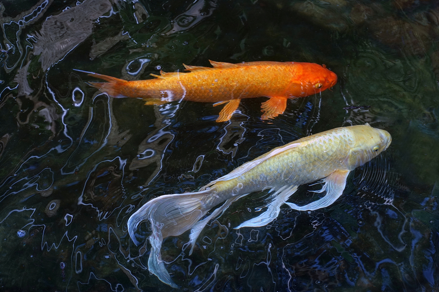 陳永鑑錦鯉遊蹤_20210921c.jpg
