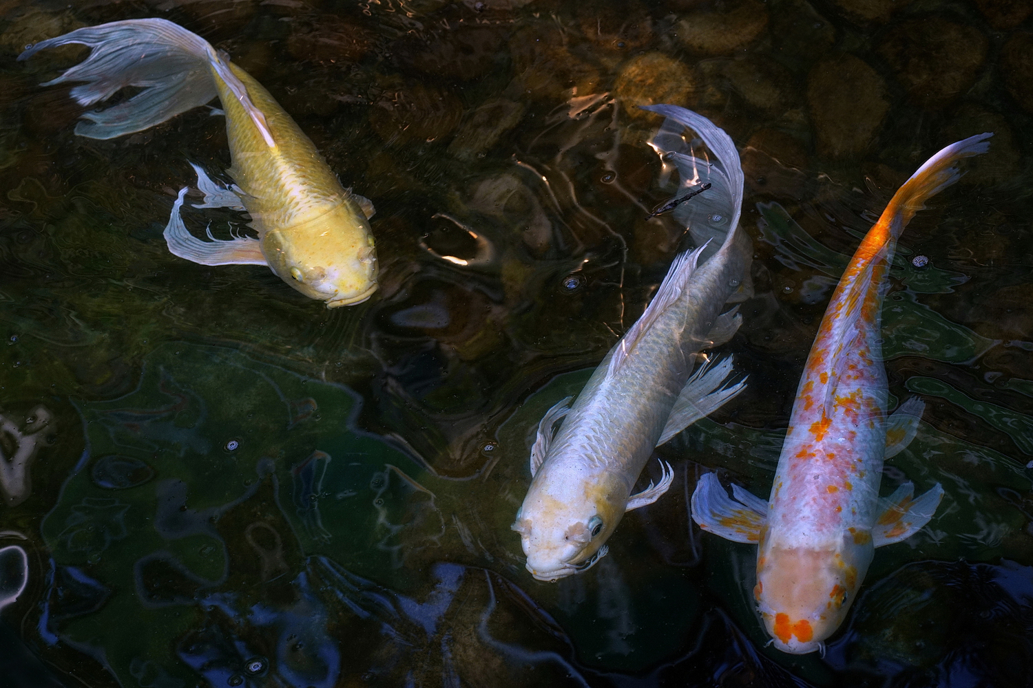 陳永鑑錦鯉遊蹤_20210921a.jpg
