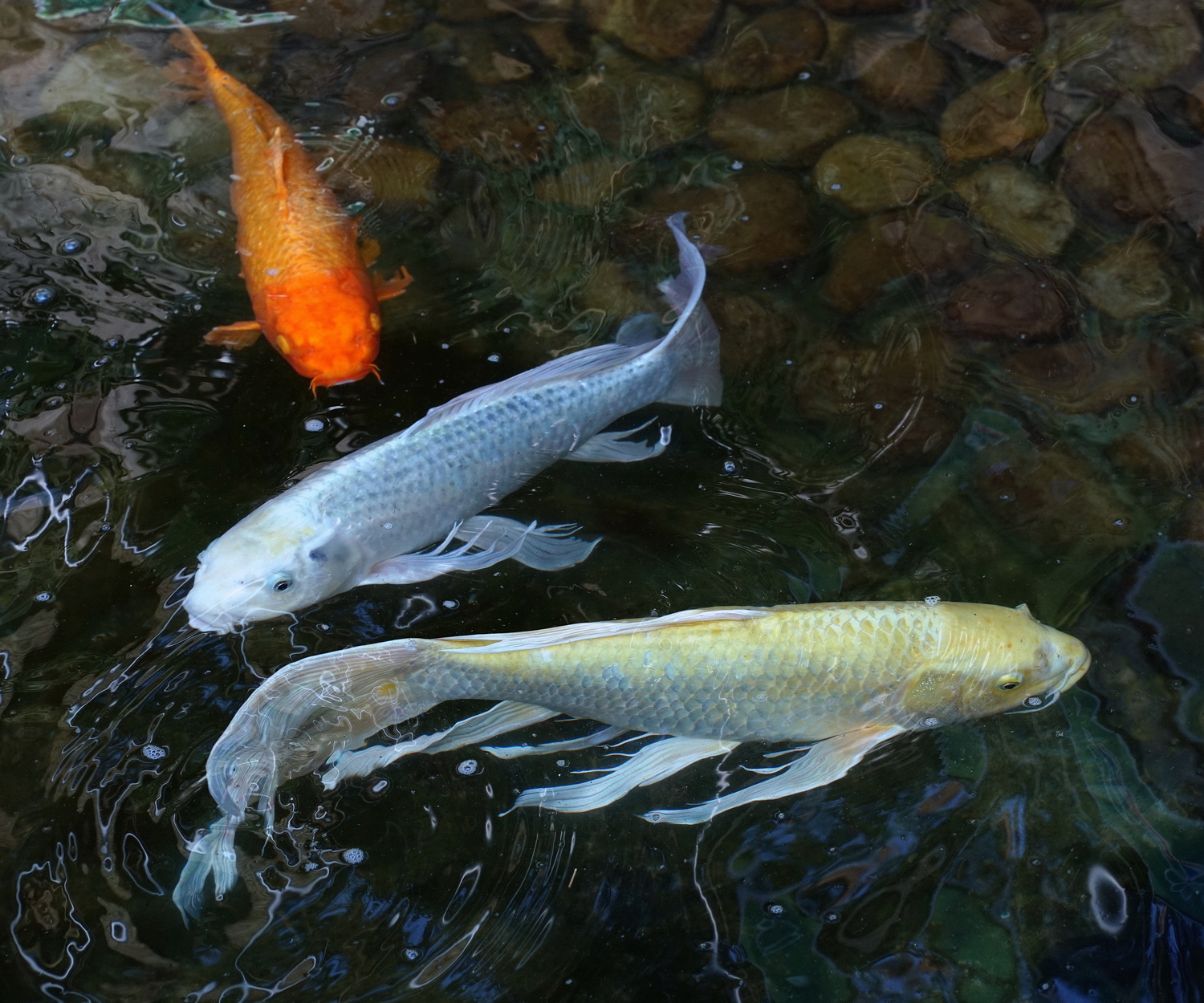 陳永鑑錦鯉遊蹤_20210921n.jpg