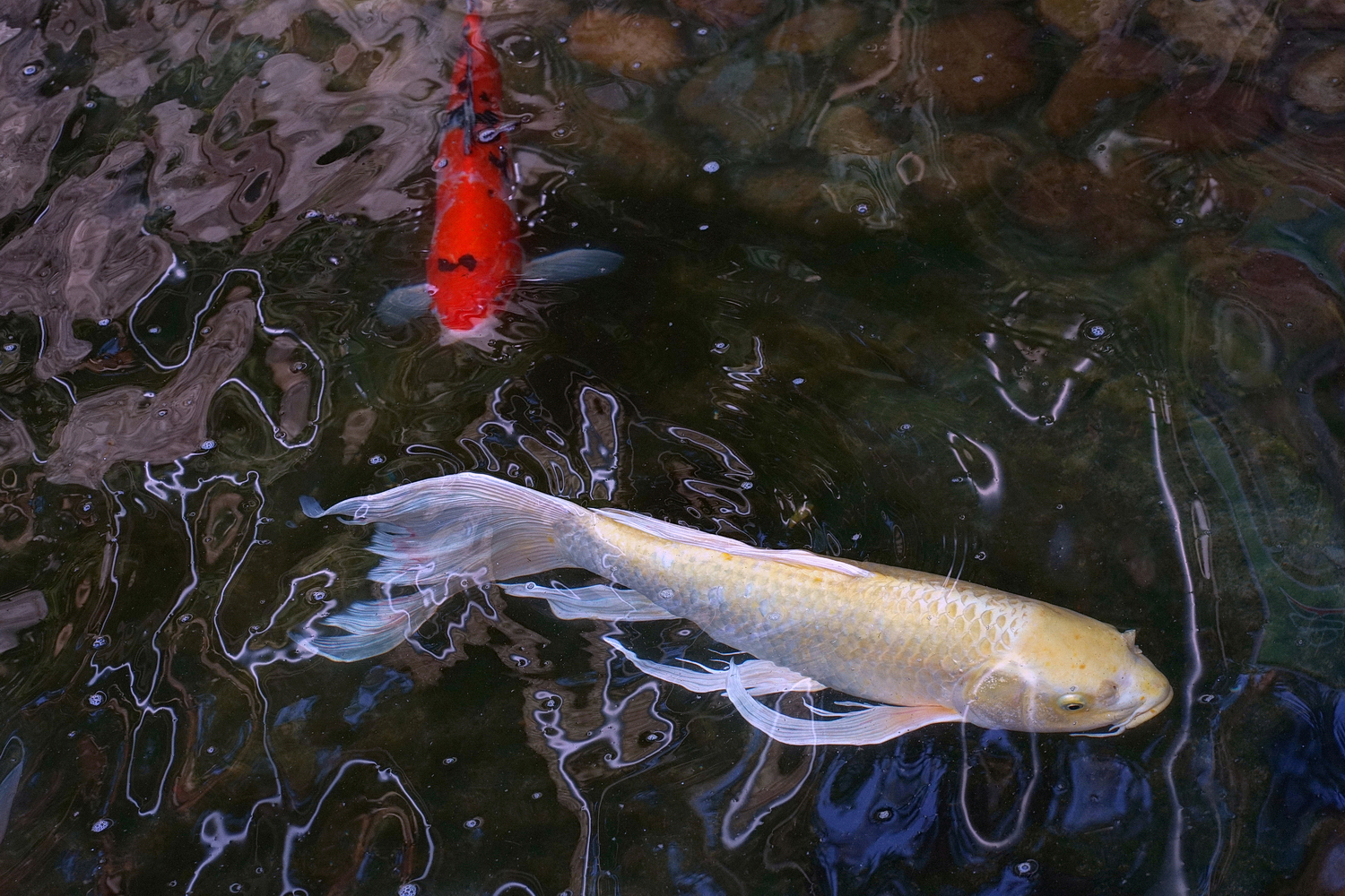 陳永鑑錦鯉遊蹤_20210921m.jpg