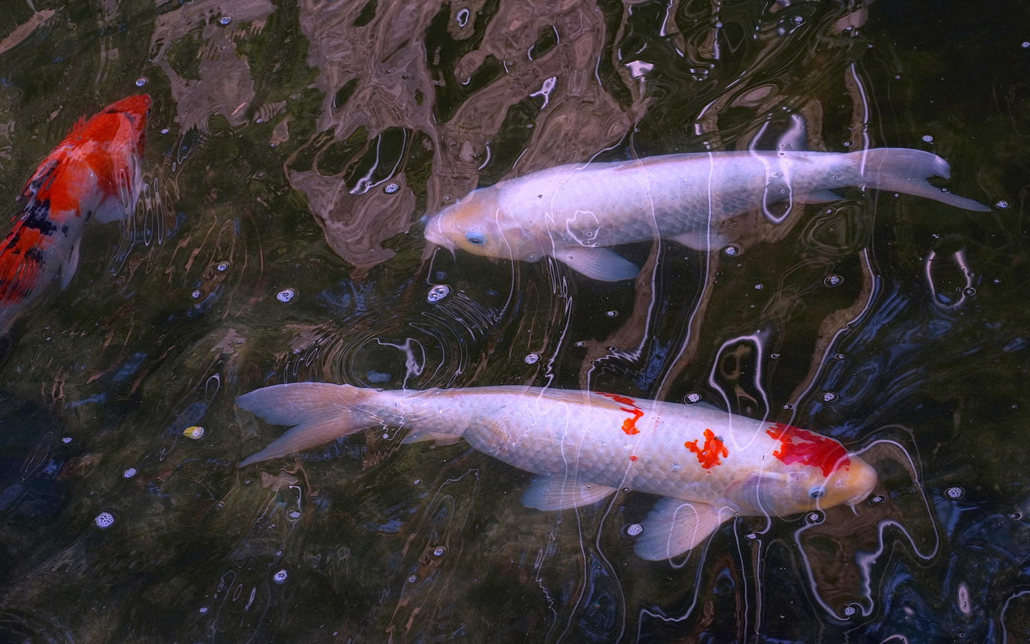 陳永鑑錦鯉遊蹤_20210921k.jpg