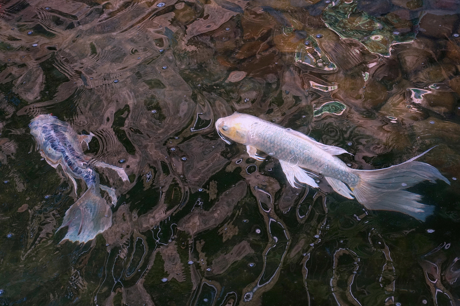 陳永鑑錦鯉遊蹤_20210921t.jpg