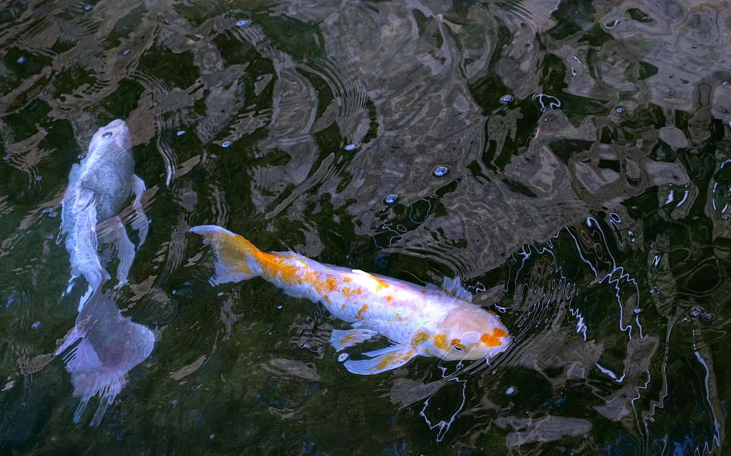 陳永鑑錦鯉遊蹤_20210921p.jpg