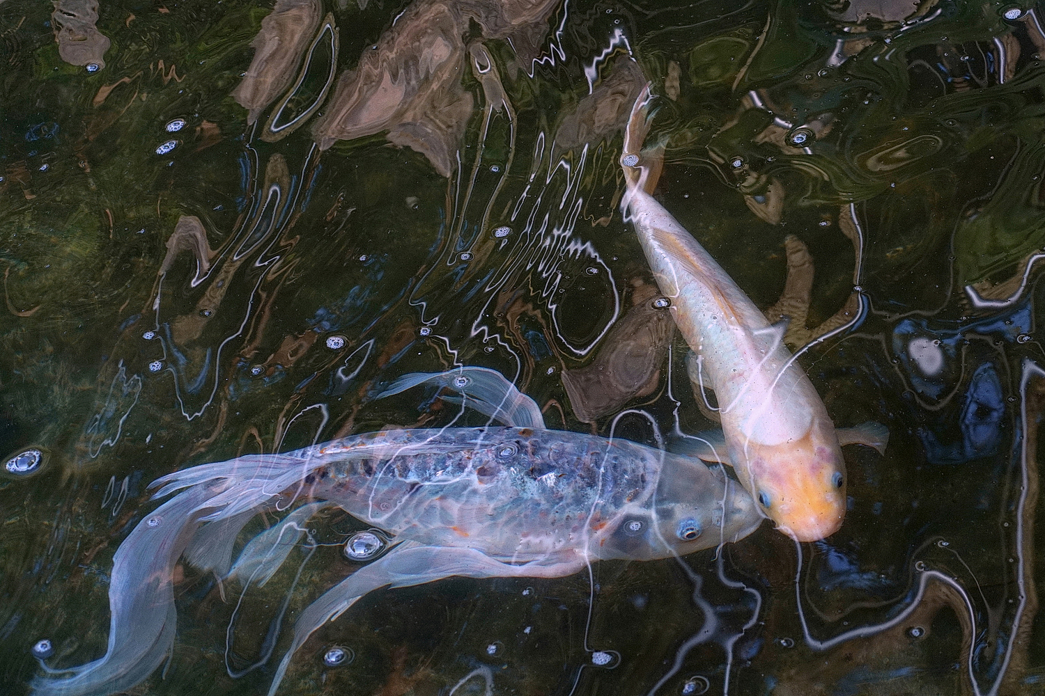 陳永鑑錦鯉遊蹤_20210921z.jpg