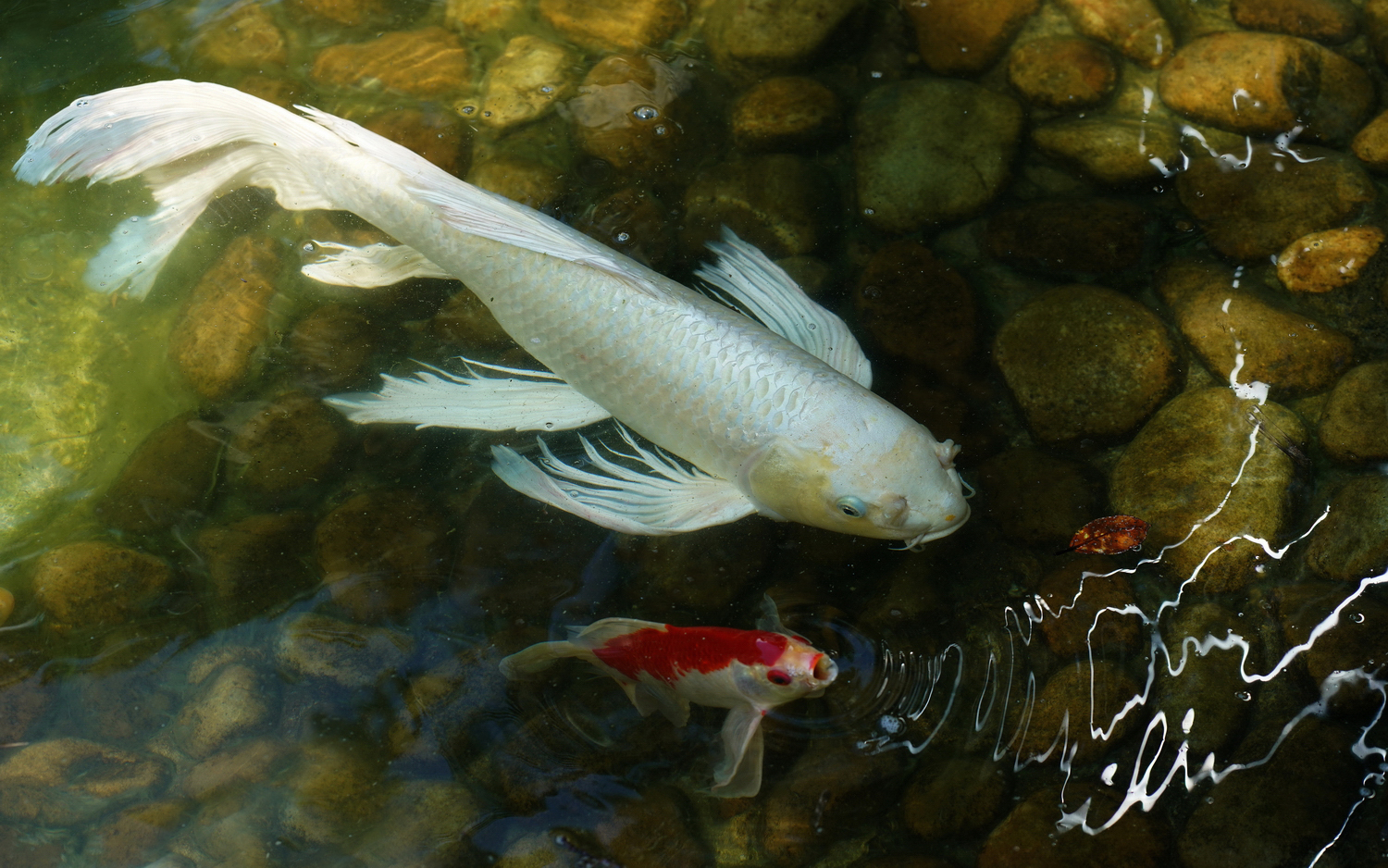 陳永鑑_錦鯉遊緃_20210929l.jpg
