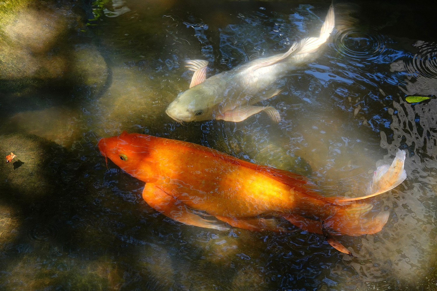 陳永鑑錦鯉遊蹤_20211010g.jpg
