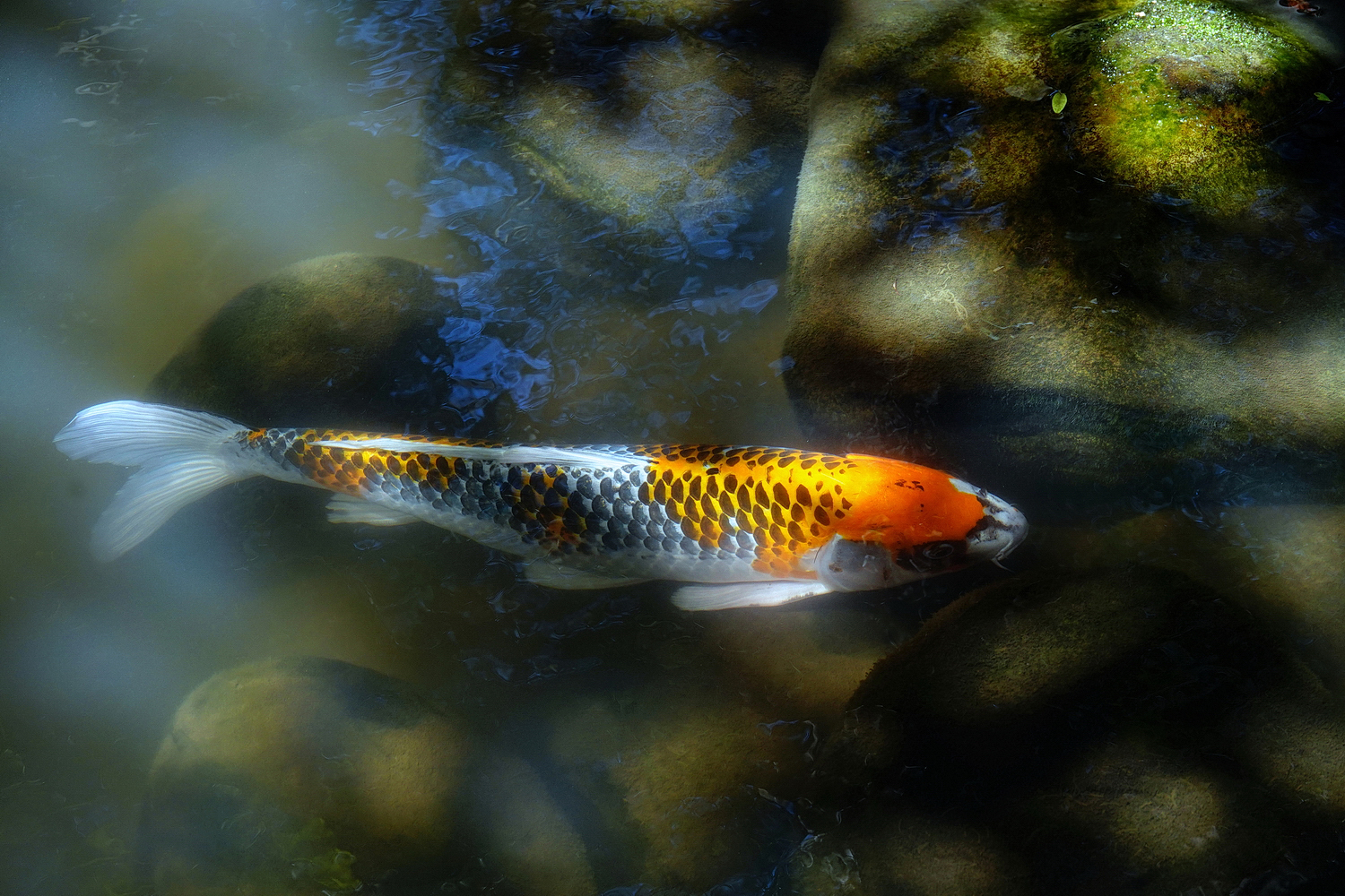 陳永鑑錦鯉遊蹤_20211010c.jpg