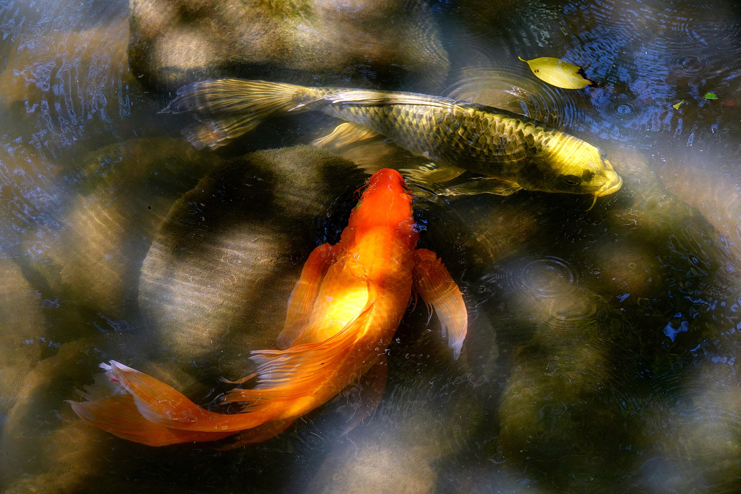 陳永鑑錦鯉遊蹤_20211014g.jpg