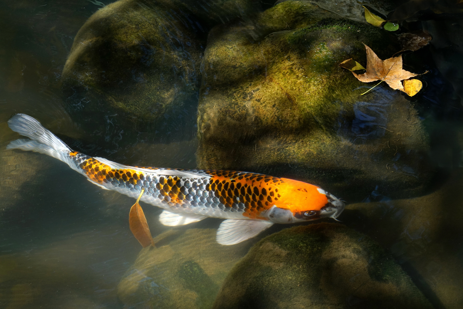 陳永鑑錦鯉遊蹤_20211014c.jpg