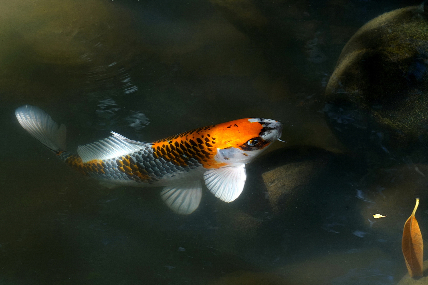 陳永鑑錦鯉遊蹤_20211014a.jpg