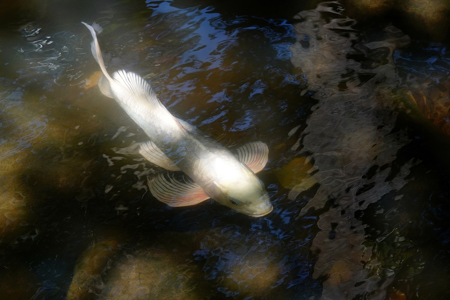 陳永鑑錦鯉遊蹤_20211014k.jpg