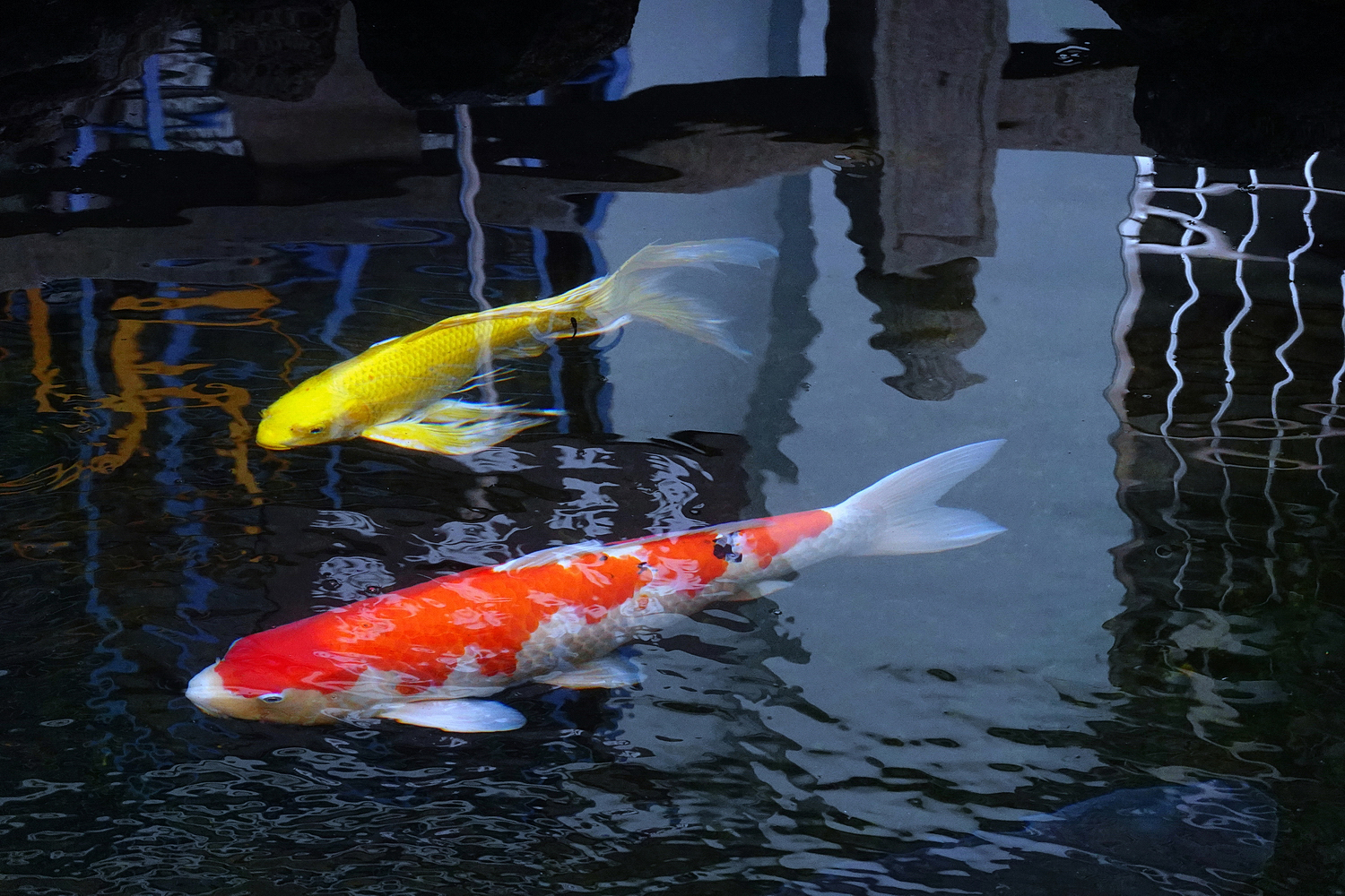 陳永鑑_錦鯉遊踨_20211107b.jpg