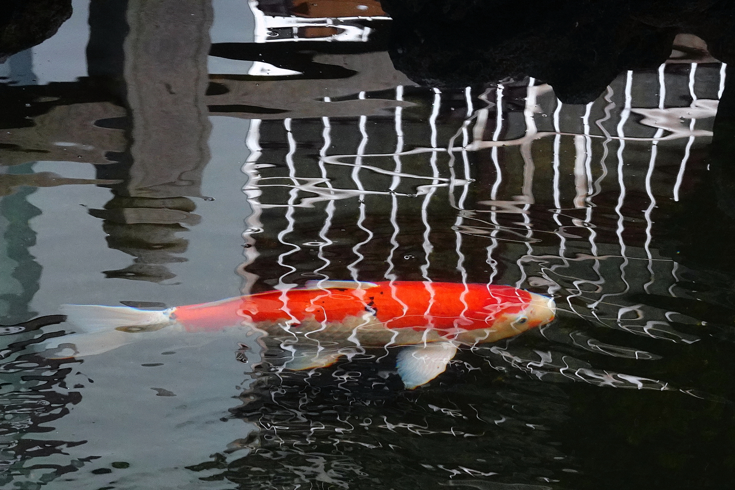 陳永鑑_錦鯉遊踨_20211107k.jpg