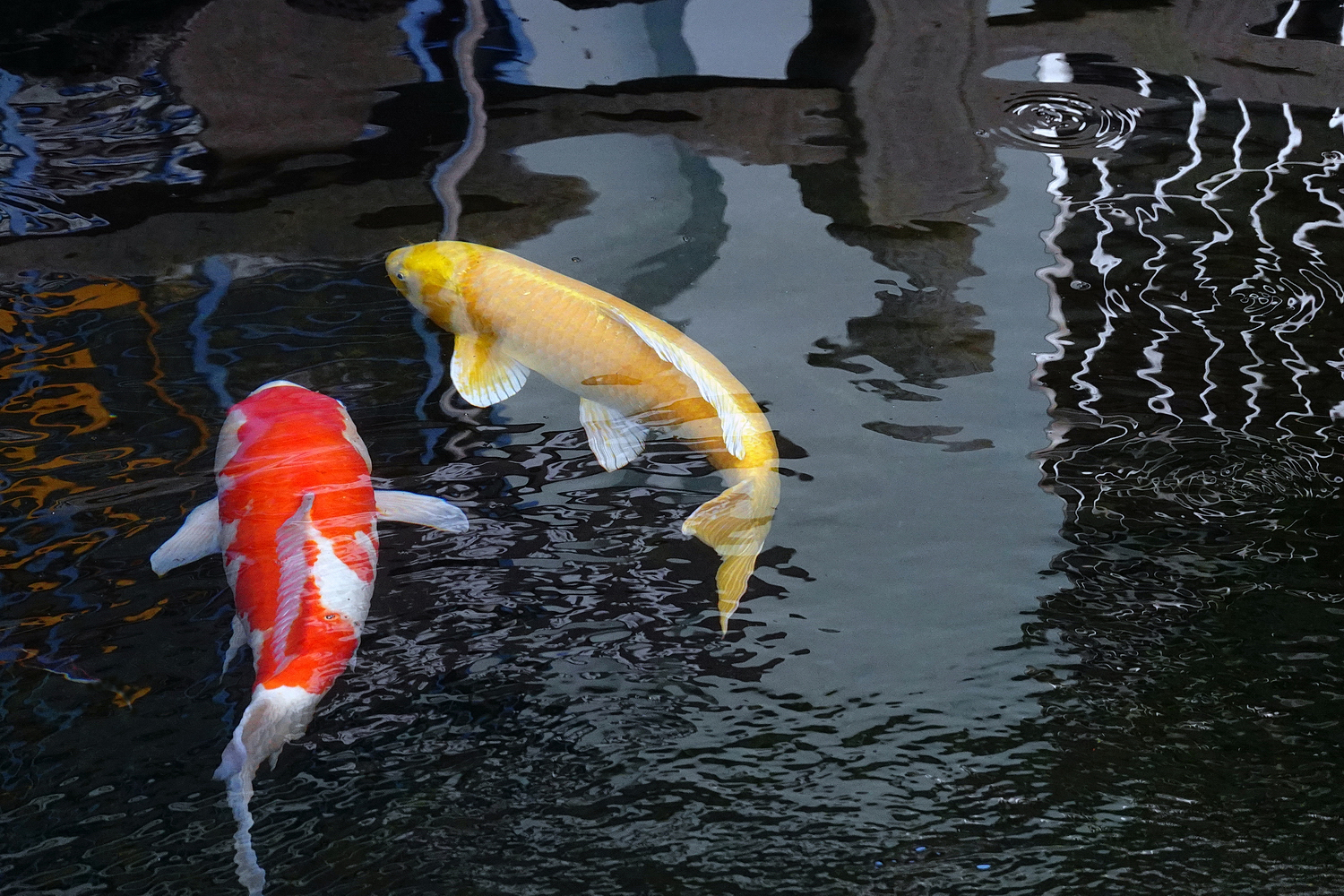 陳永鑑_錦鯉遊踨_20211107j.jpg