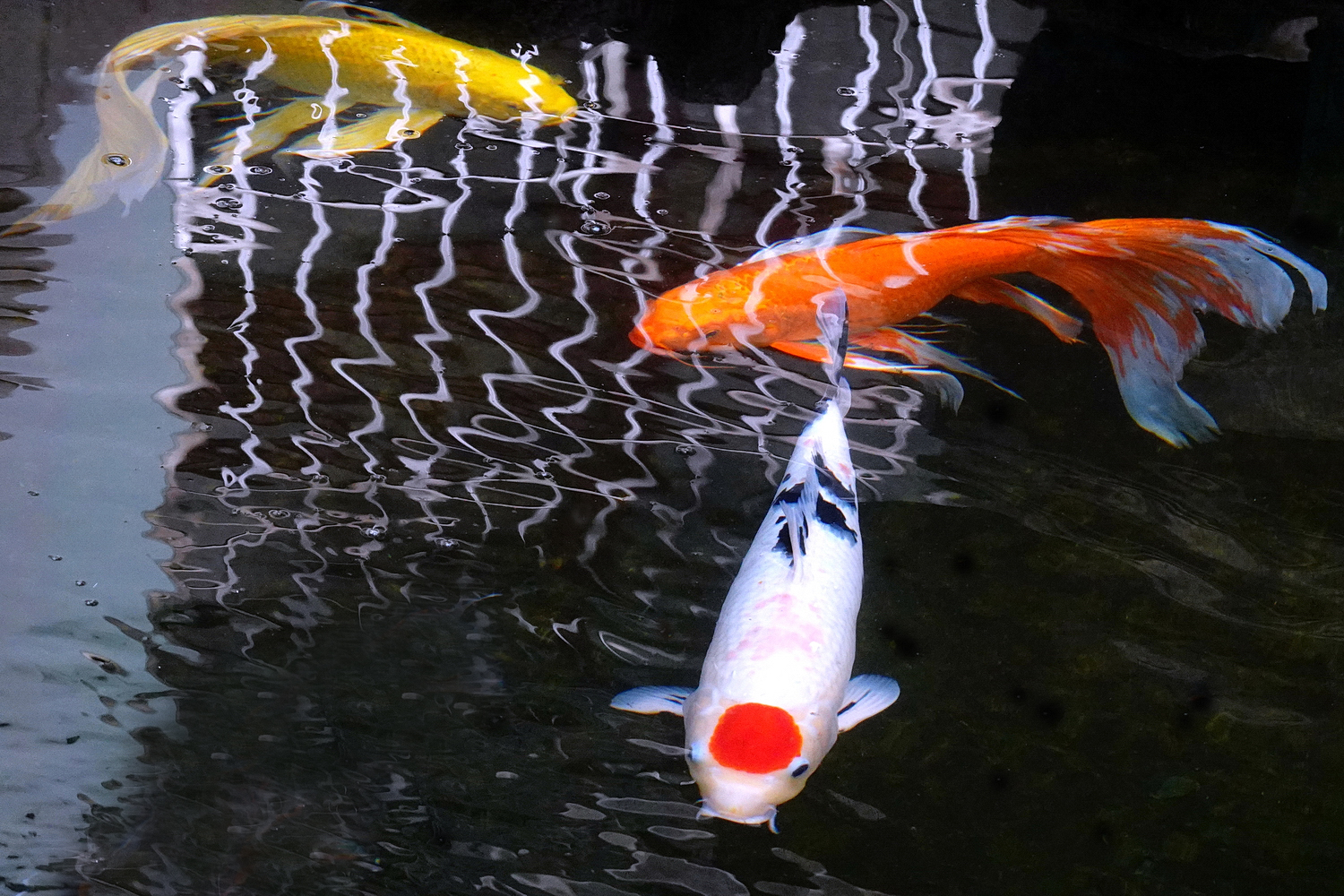 陳永鑑錦鯉遊蹤_20211112f.jpg