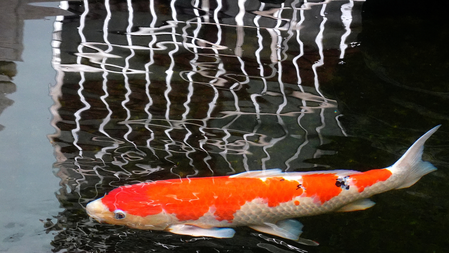 陳永鑑錦鯉遊蹤_20211112a.jpg