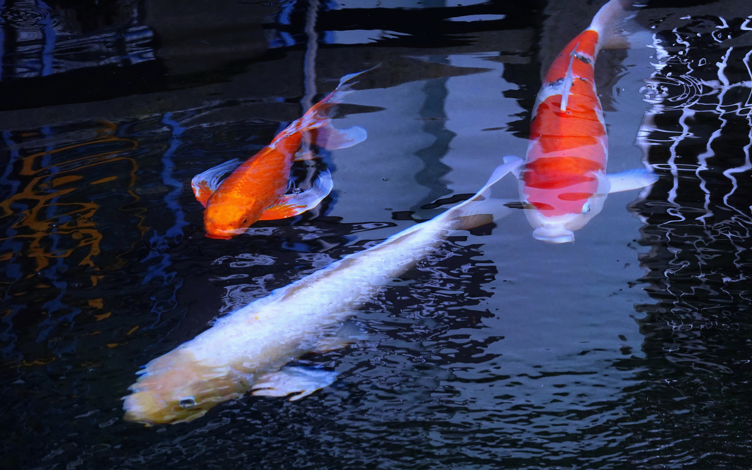 陳永鑑錦鯉遊蹤_20211112j.jpg