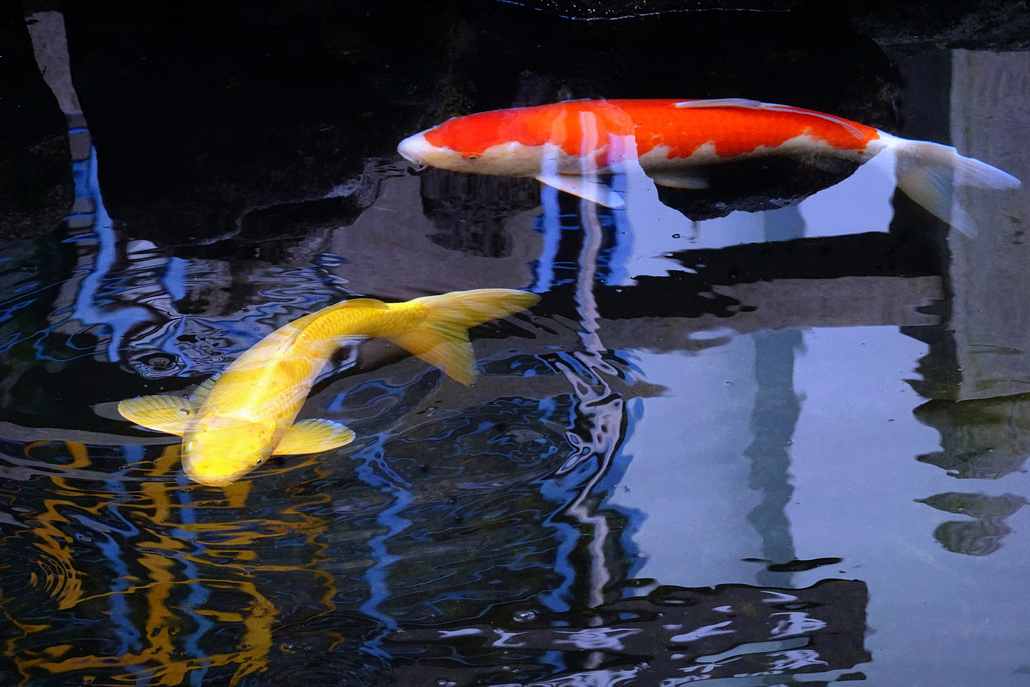 陳永鑑錦鯉遊蹤_20211112i.jpg