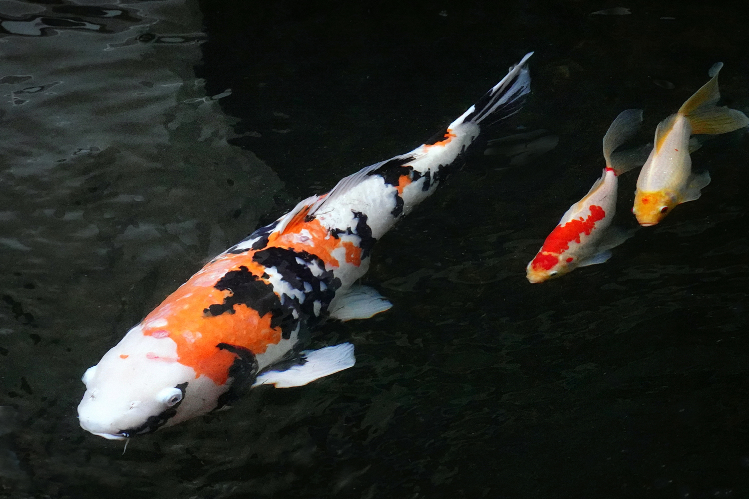 陳永鑑錦鯉遊蹤_20211112u.jpg