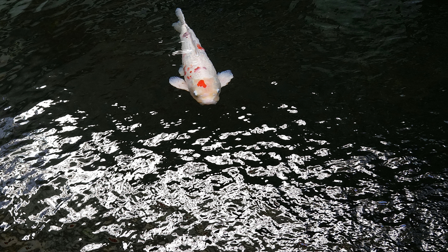 陳永鑑錦鯉遊蹤_20211112r.jpg