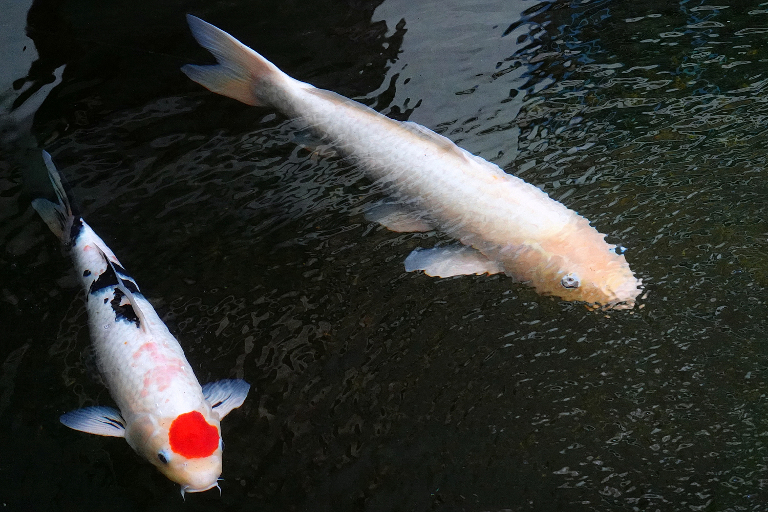 陳永鑑錦鯉遊蹤_20211112q.jpg