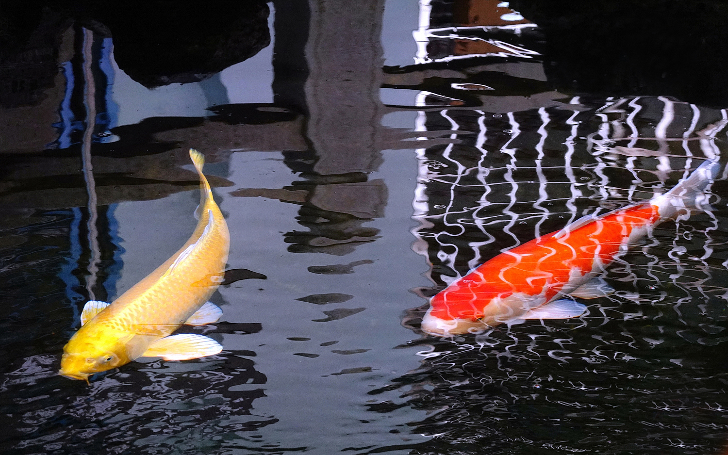 陳永鑑錦鯉遊蹤_20211112o.jpg