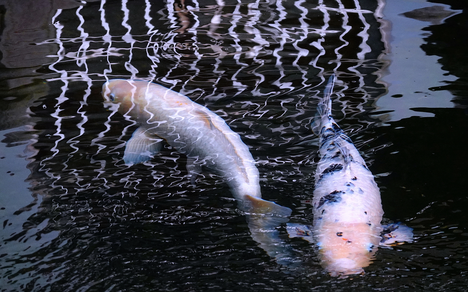 陳永鑑錦鯉遊蹤_20211112z4.jpg