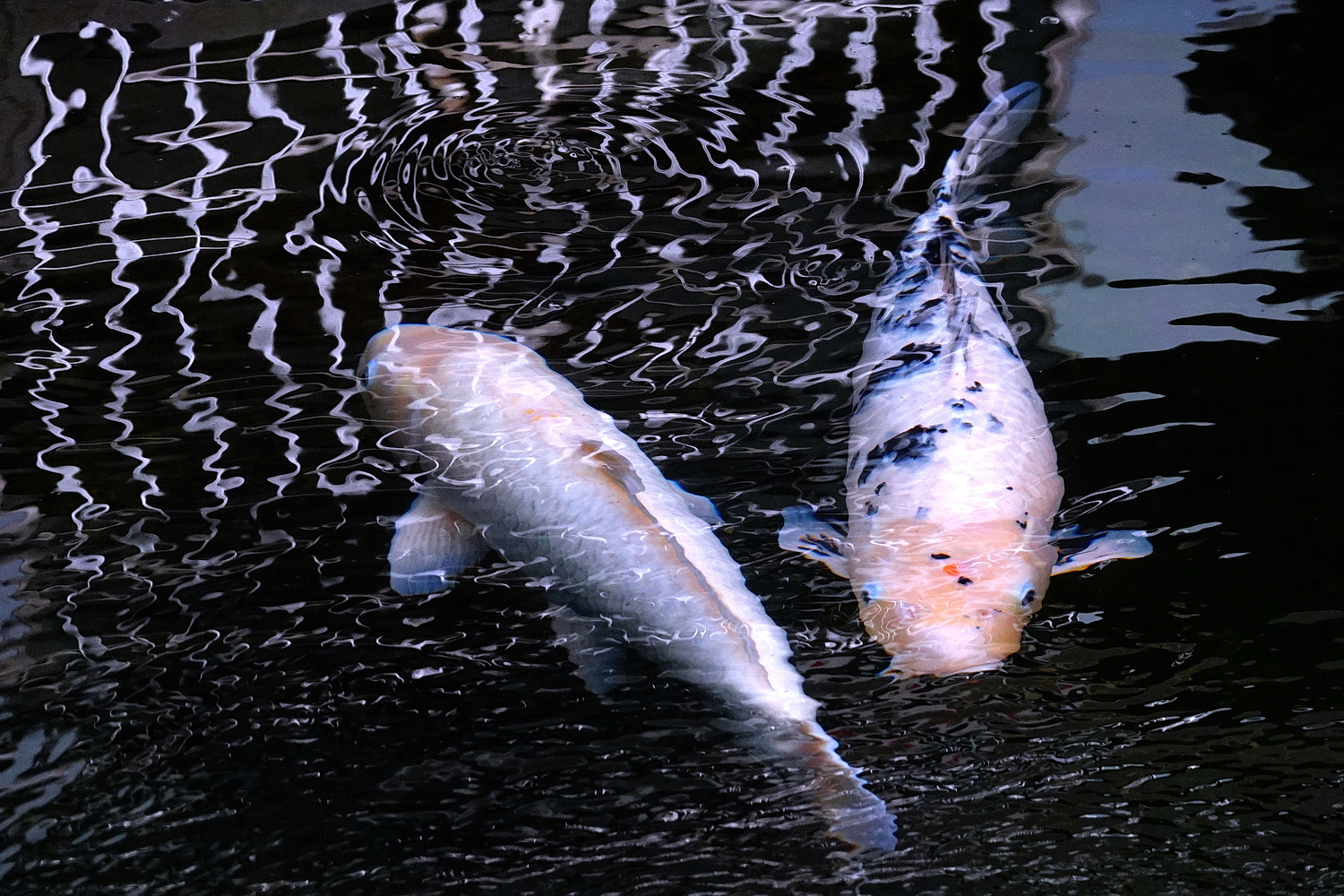 陳永鑑錦鯉遊蹤_20211112z3.jpg