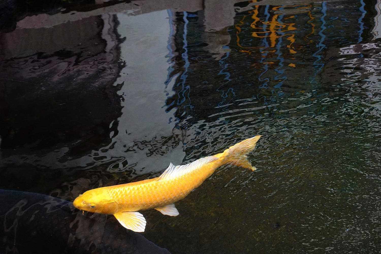 陳永鑑錦鯉遊蹤_20211112z1.jpg