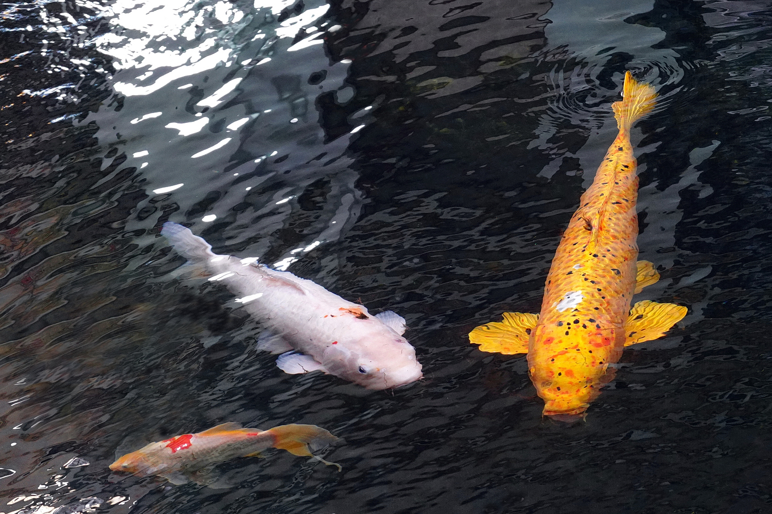 陳永鑑錦鯉遊蹤_20211112x.jpg
