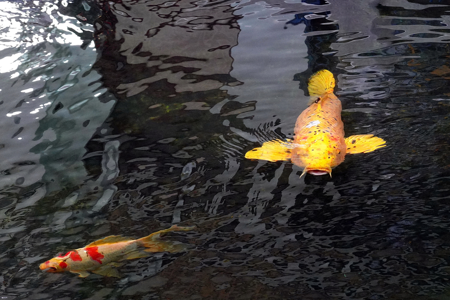 陳永鑑錦鯉遊蹤_20211112w.jpg