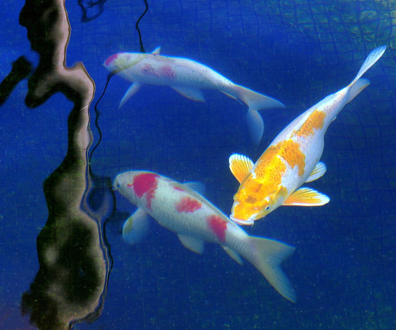 陳永鑑錦鯉遊蹤_20211113f.jpg