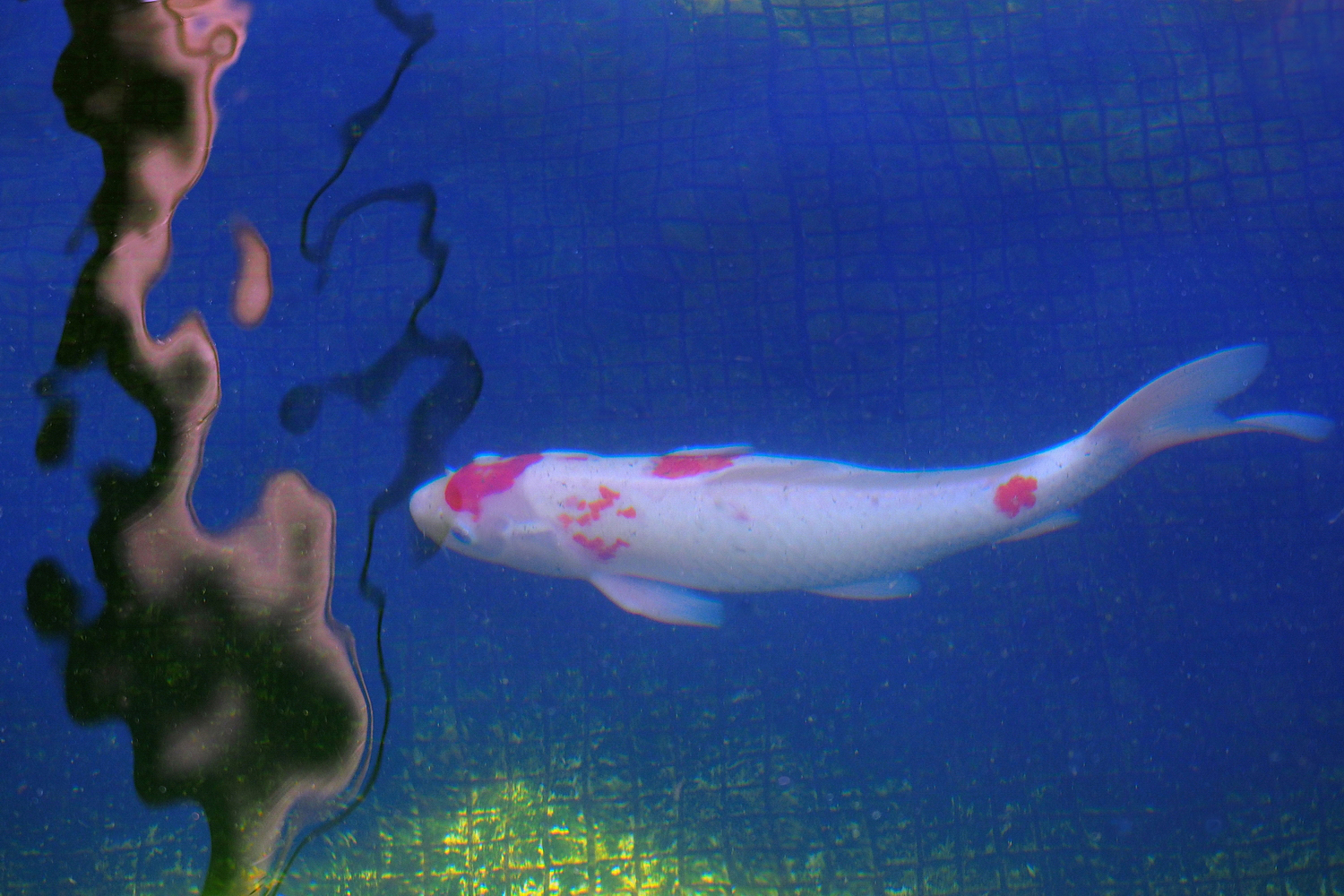 陳永鑑錦鯉遊蹤_20211113b.jpg