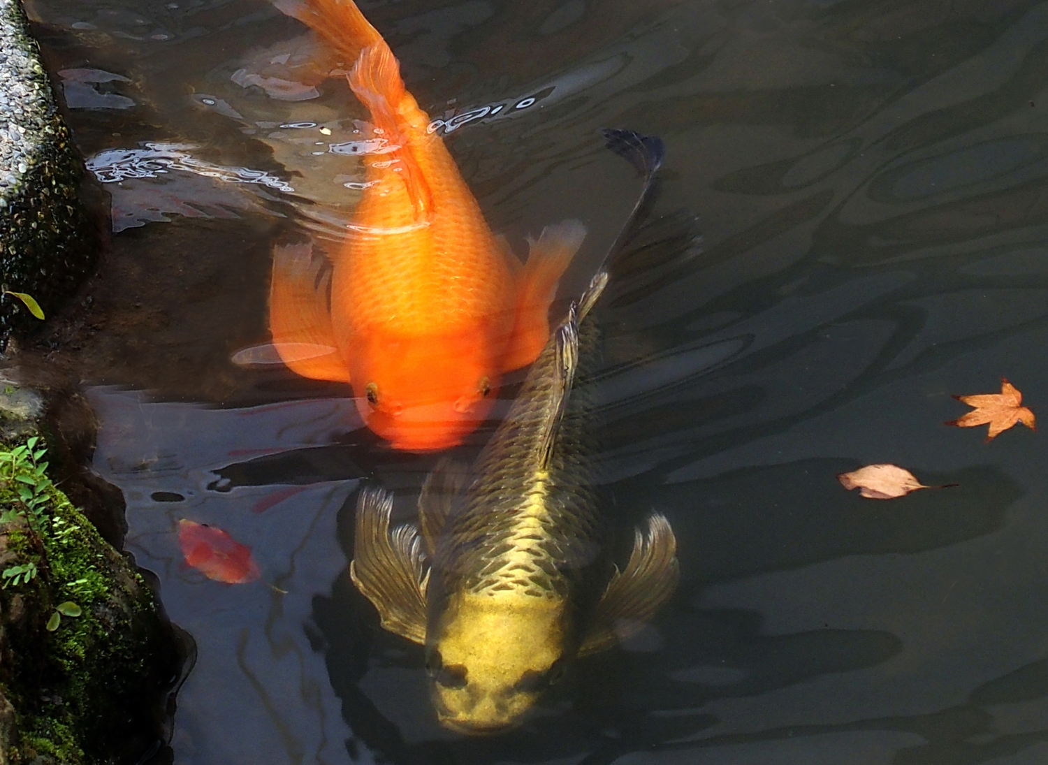 陳永鑑錦鯉遊蹤_20211114g.jpg