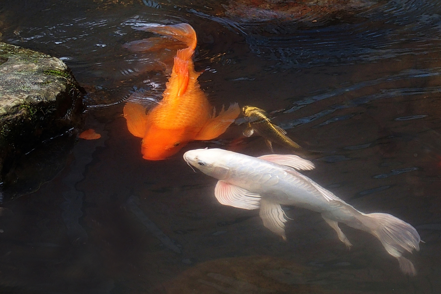 陳永鑑錦鯉遊蹤_20211114f.jpg