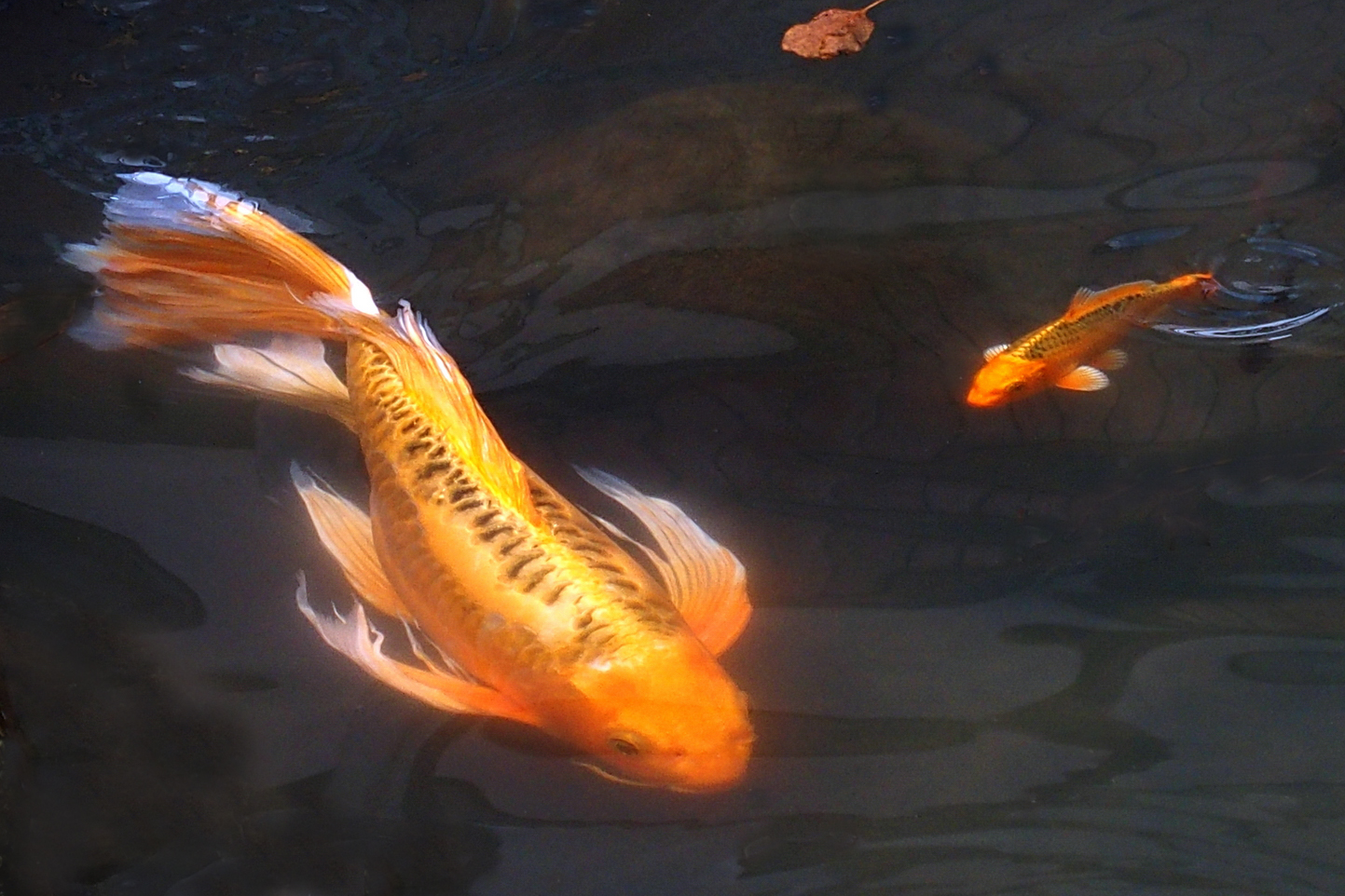 陳永鑑錦鯉遊蹤_20211114e.jpg