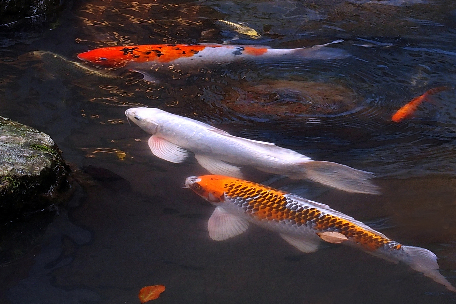 陳永鑑錦鯉遊蹤_20211114d.jpg