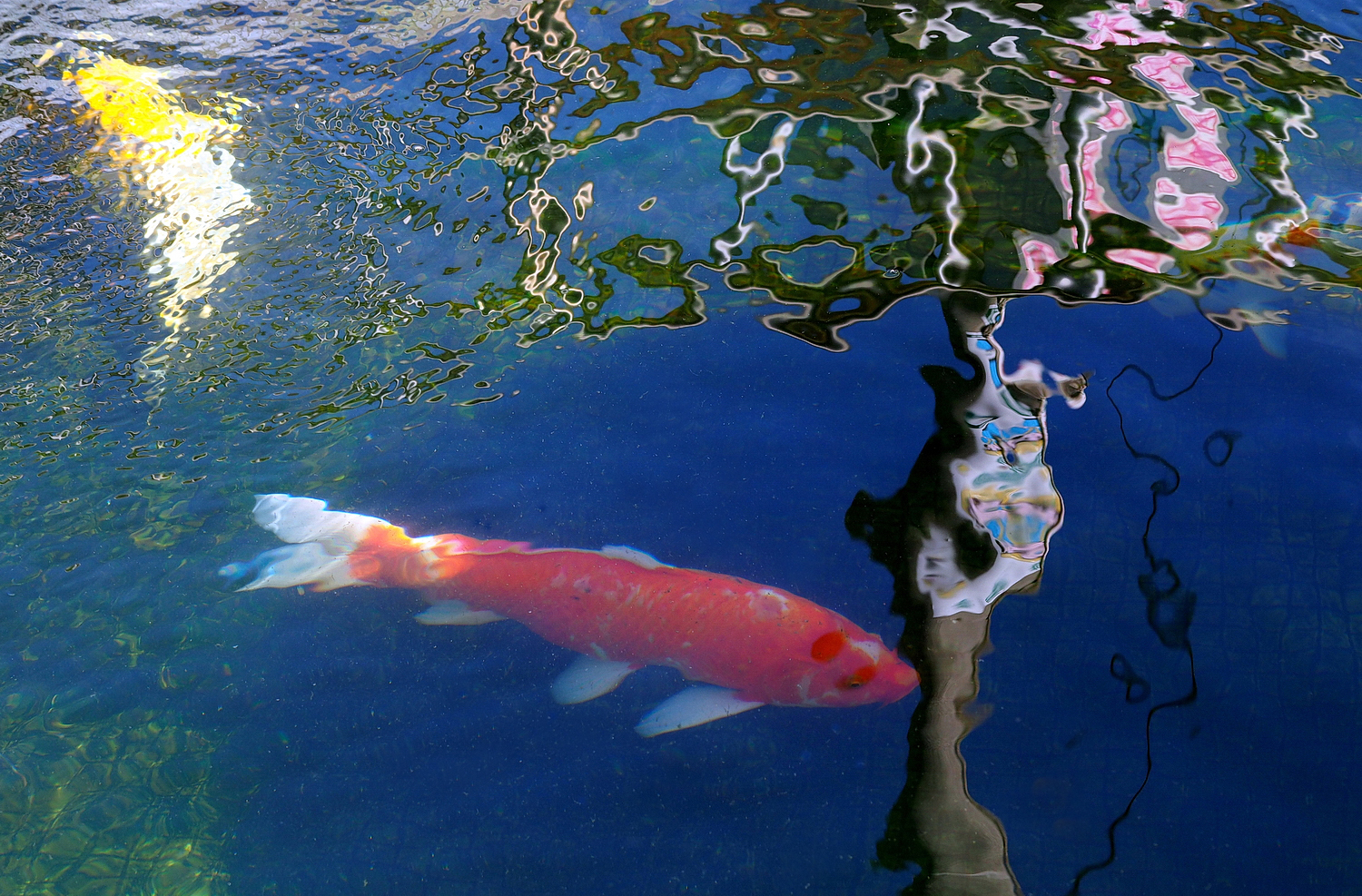 陳永鑑_錦鯉遊緃_20211015b.jpg