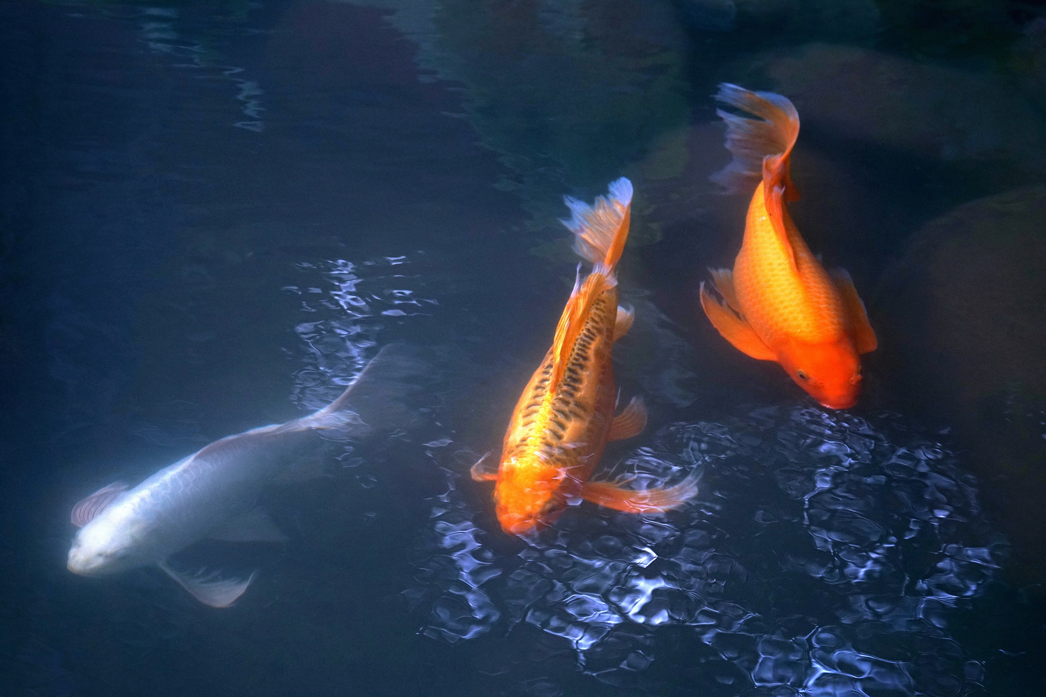 陳永鑑_錦鯉遊緃_20211014n.jpg