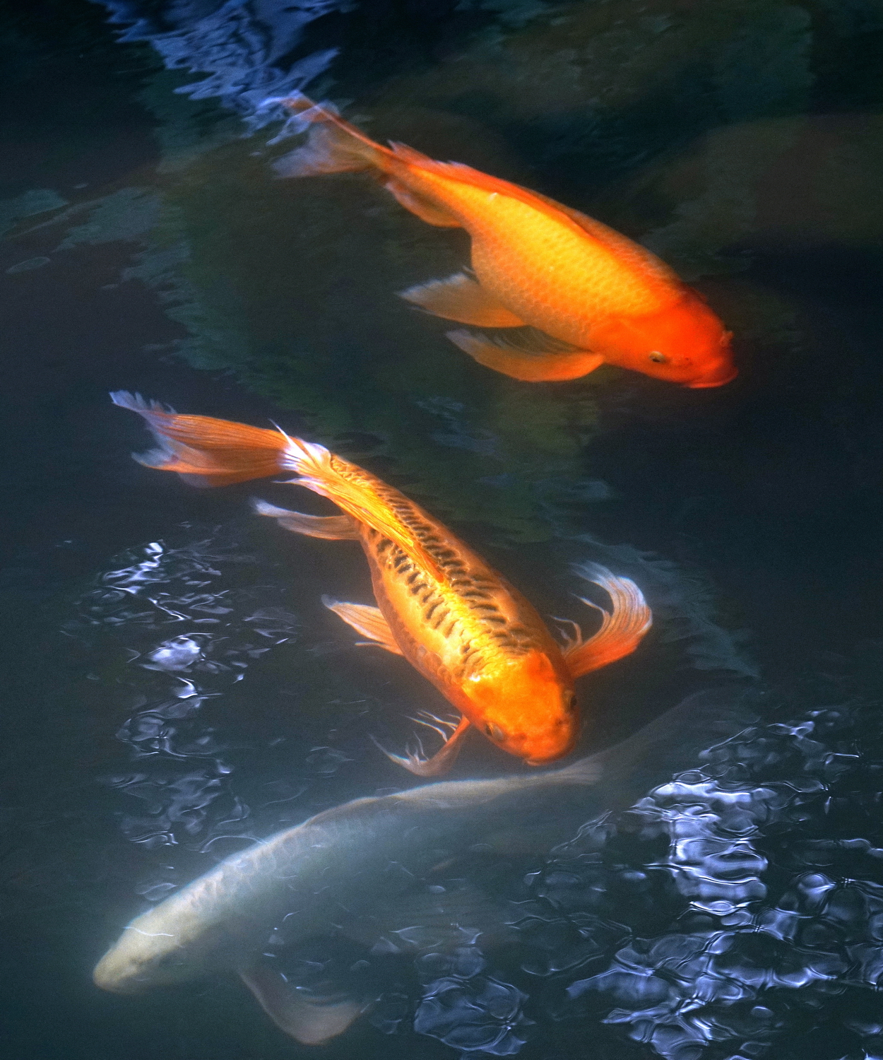 陳永鑑_錦鯉遊緃_20211014m.jpg
