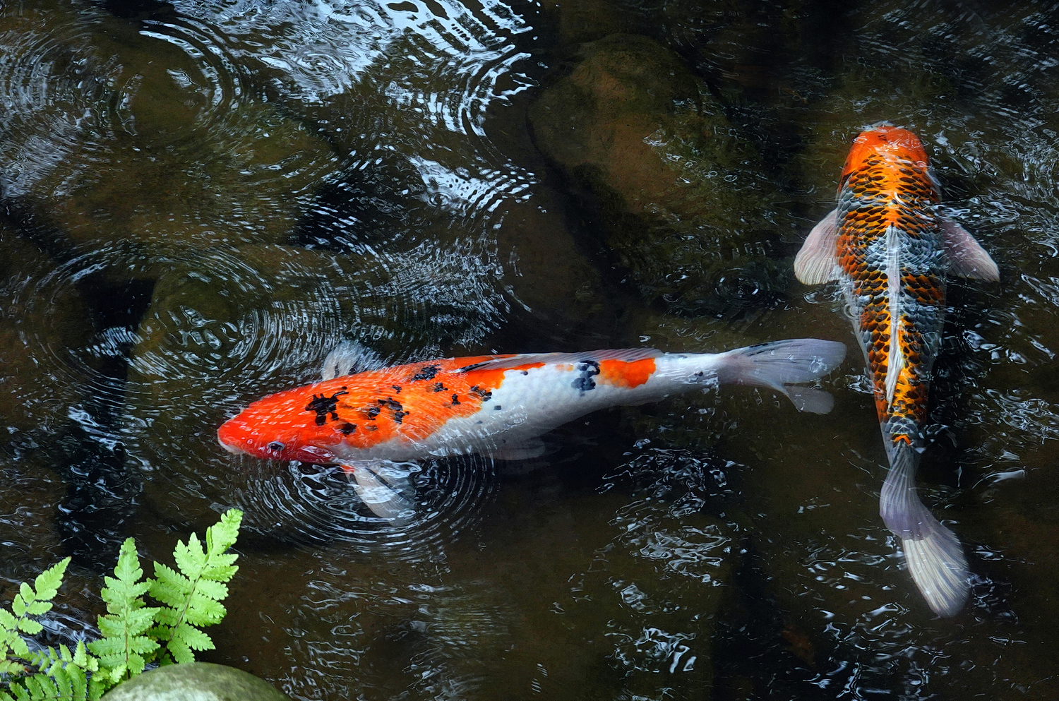 陳永鑑_錦鯉遊緃_20211014j.jpg