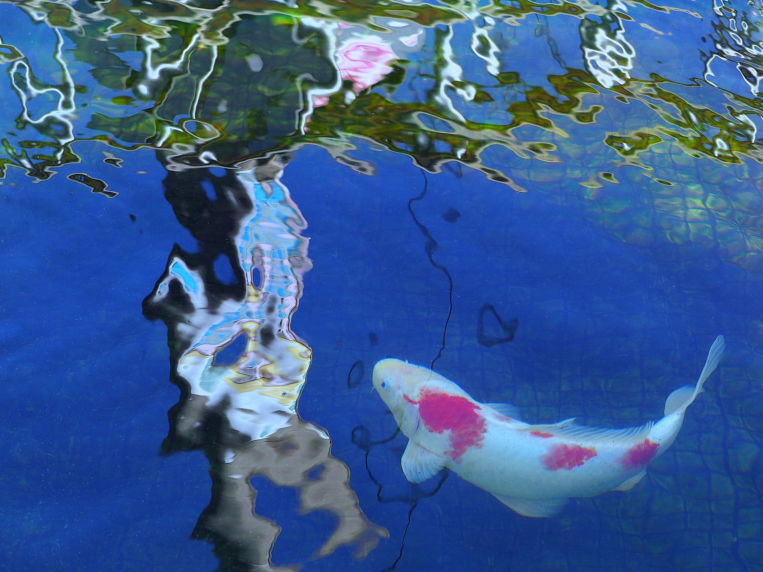 陳永鑑_錦鯉遊緃_20211015e.jpg