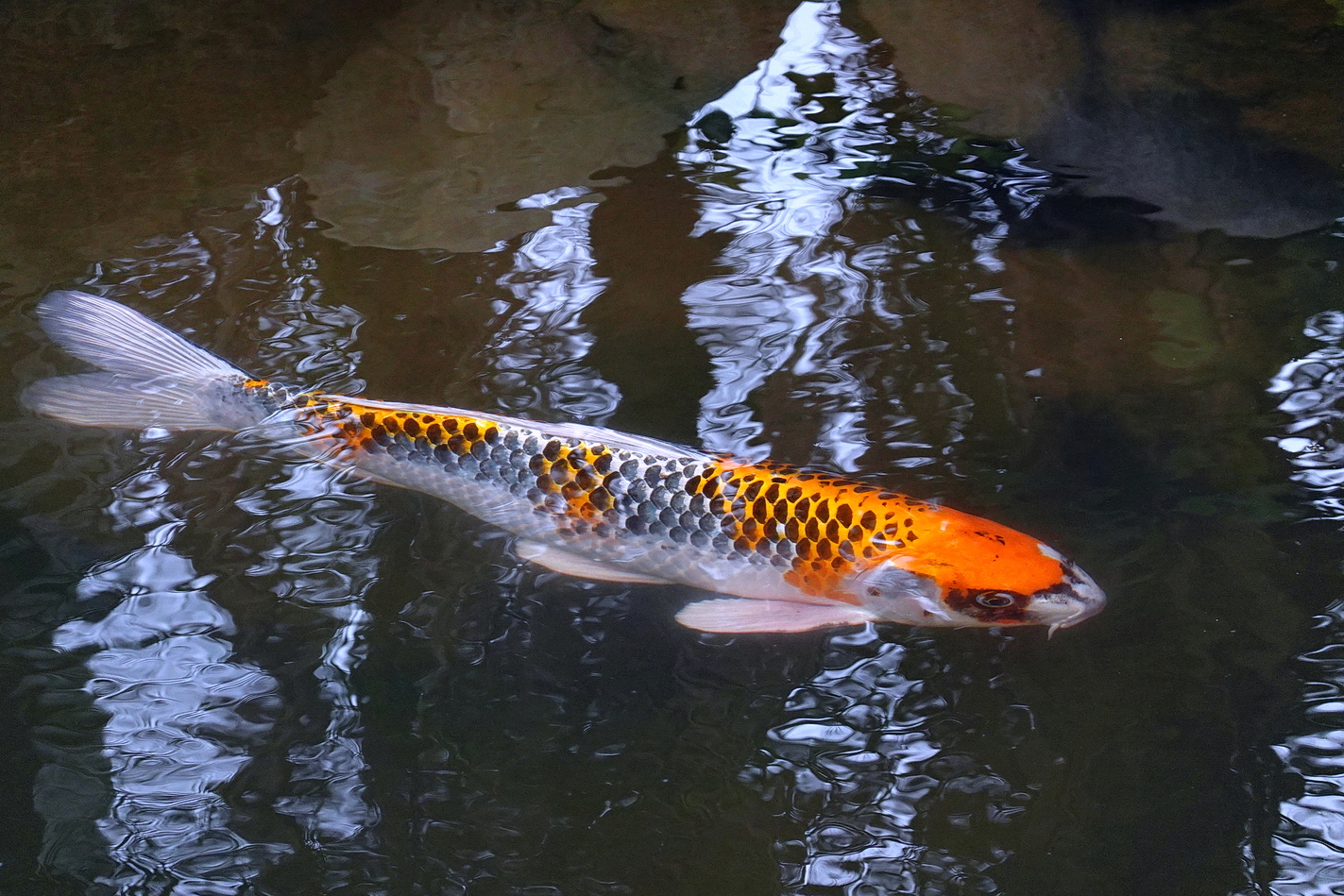陳永鑑_錦鯉遊緃_20211017j.jpg