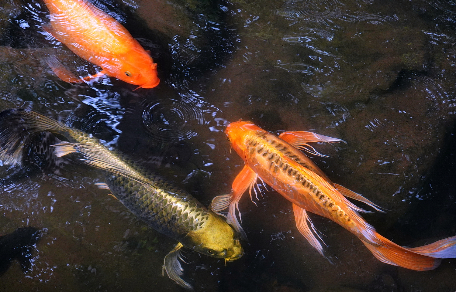 陳永鑑_錦鯉遊緃_20211017l.jpg
