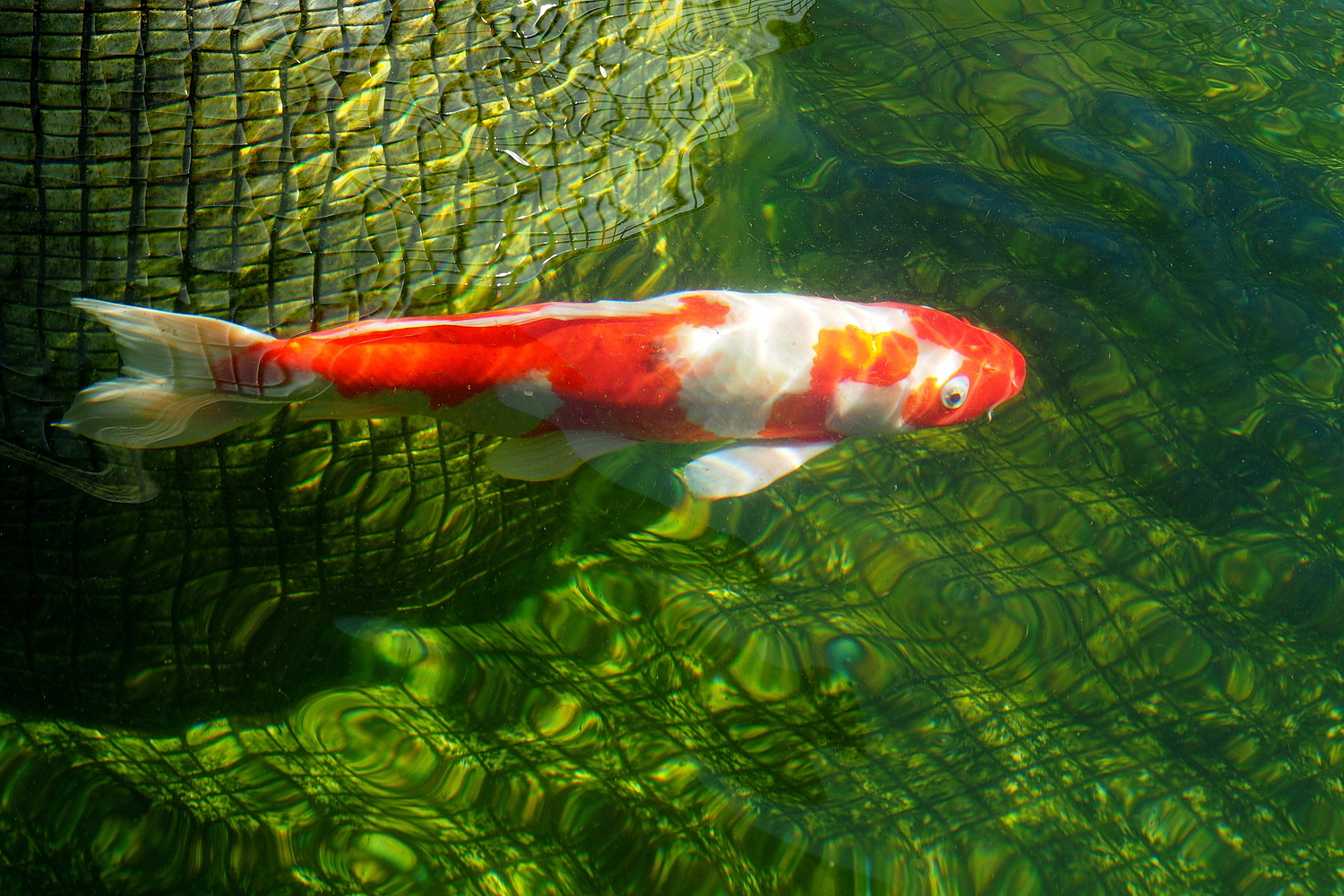 陳永鑑_錦鯉遊緃_20211018c.jpg