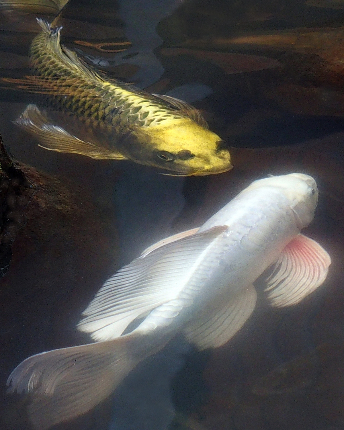 陳永鑑錦鯉遊蹤_20211121g.jpg