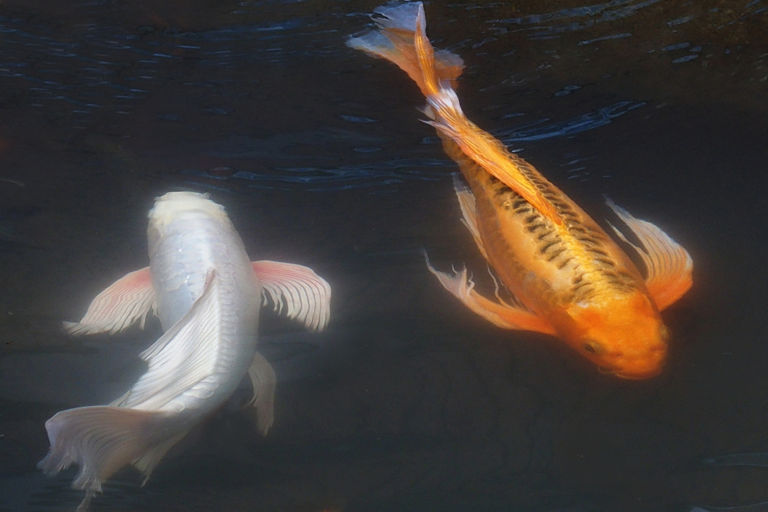 陳永鑑錦鯉遊蹤_20211121e.jpg