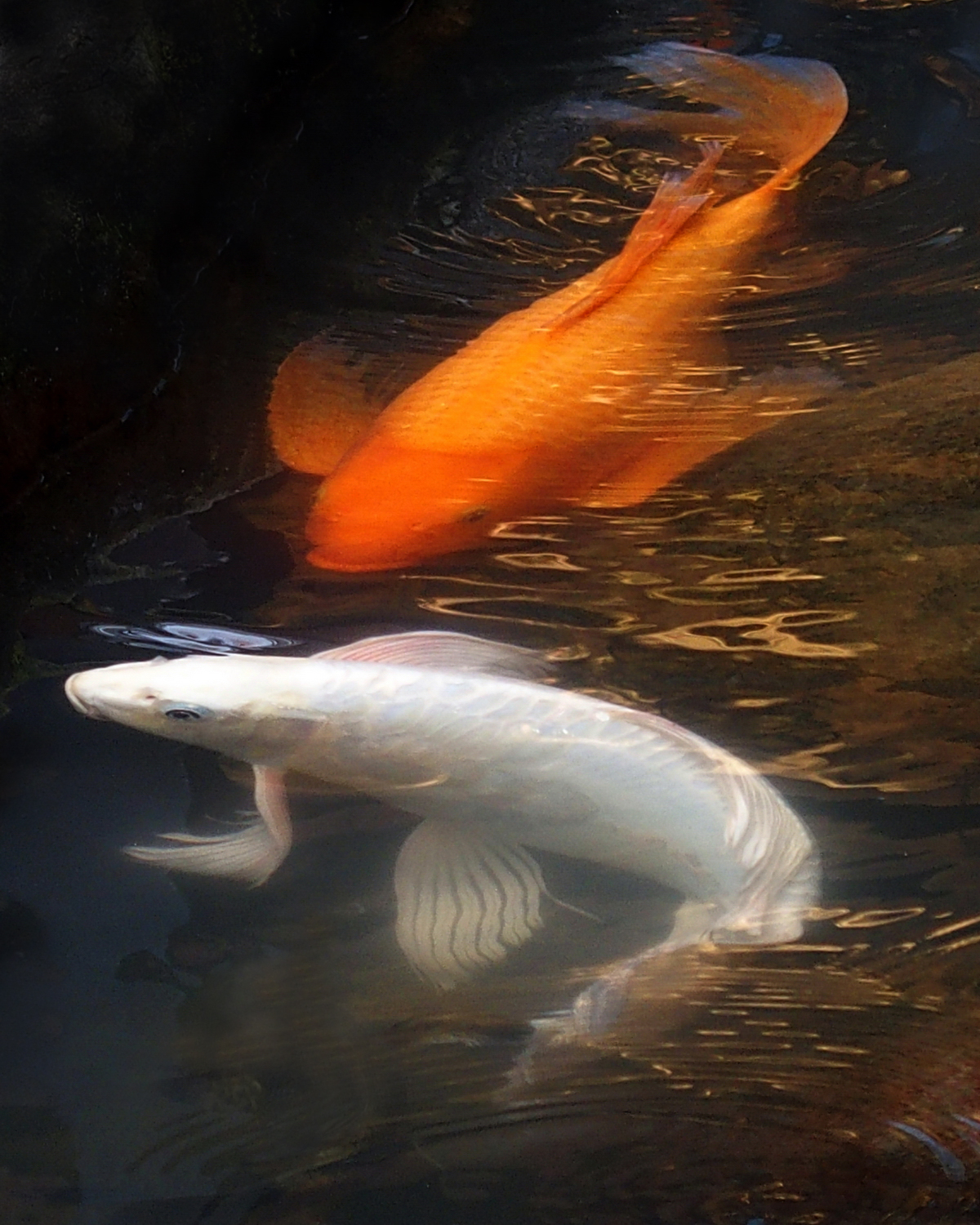 陳永鑑錦鯉遊蹤_20211121c.jpg