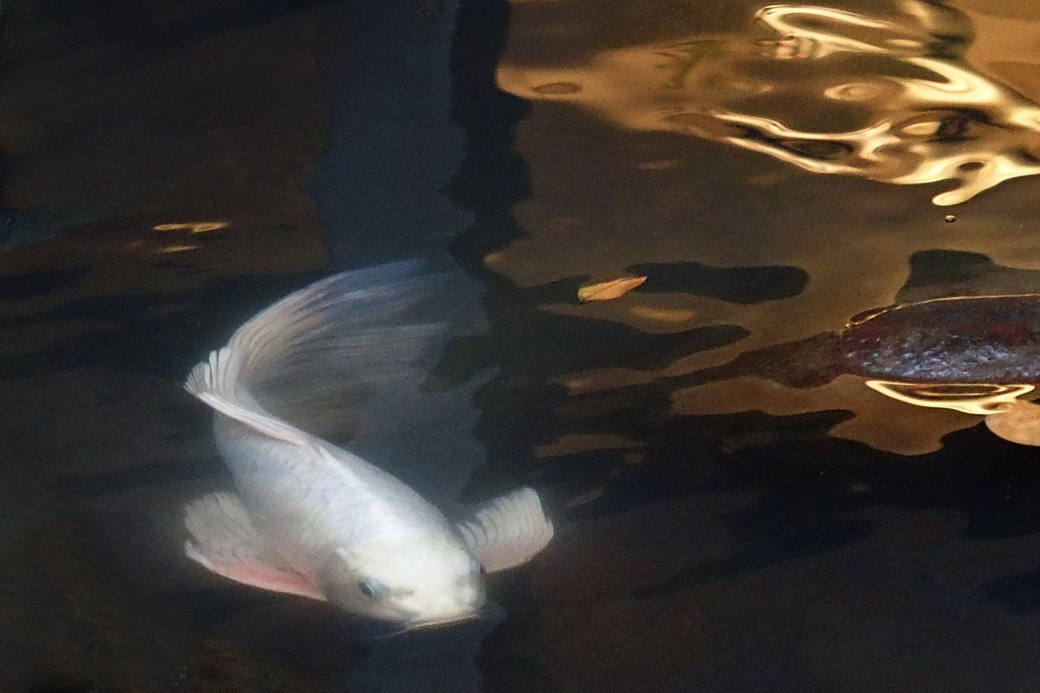 陳永鑑錦鯉遊蹤_20211123g.jpg